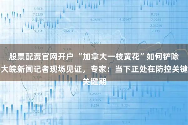 股票配资官网开户 “加拿大一枝黄花”如何铲除?大皖新闻记者现场见证,专家:当下正处在防控关键期